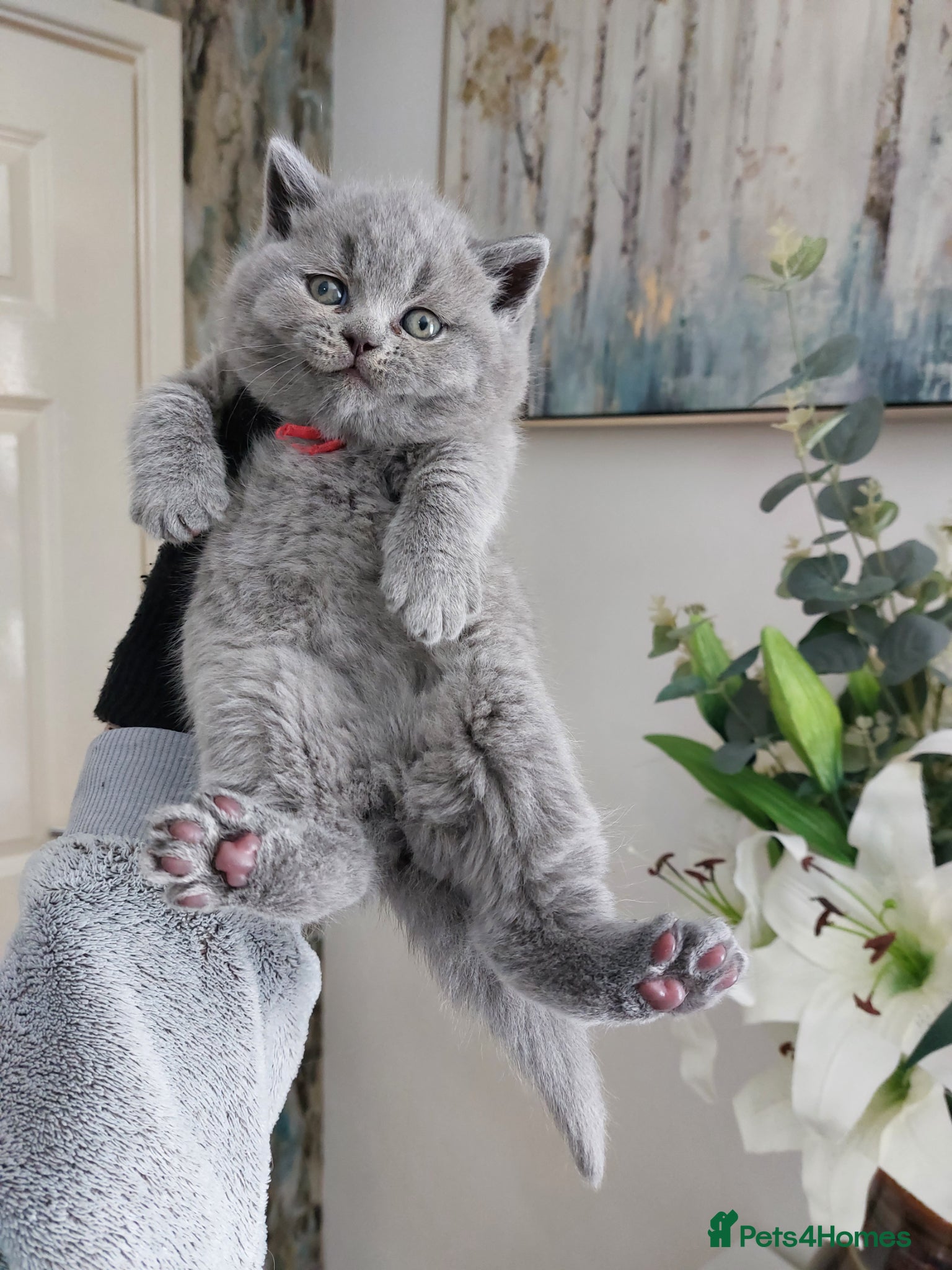 British Shorthair cats 🏆❤️‍🔥IMPECCABLE🌟CHAMPIONS🏆🐻🐾 - Advert 1