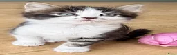 Mixed Breed cats for sale: Stunning 4 Tabby  Kittens Ready for Homes - Advert 11