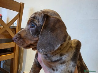 Dachshund dogs KC Standard Dachshund Puppies - Advert 3