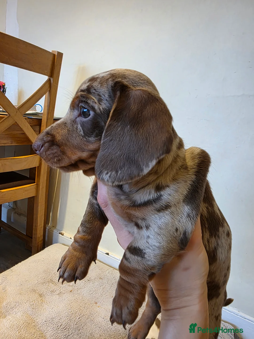 Dachshund dogs for sale: KC Standard Dachshund Puppies - Advert 4