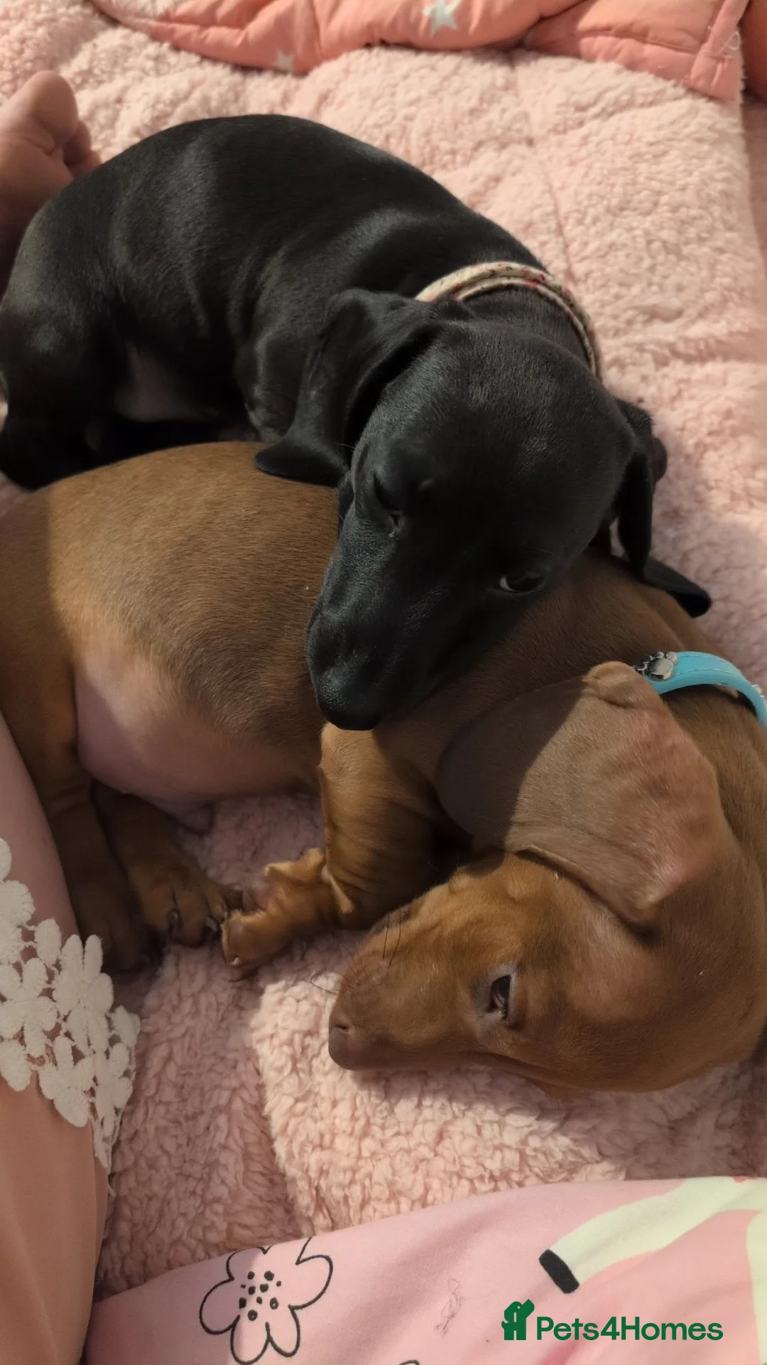 Miniature Dachshund dogs for sale: 2x miniature dachshunds - Advert 9