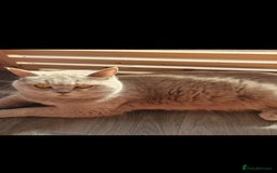 British Shorthair cats for sale: Retired British Shorthair queen - Image 1