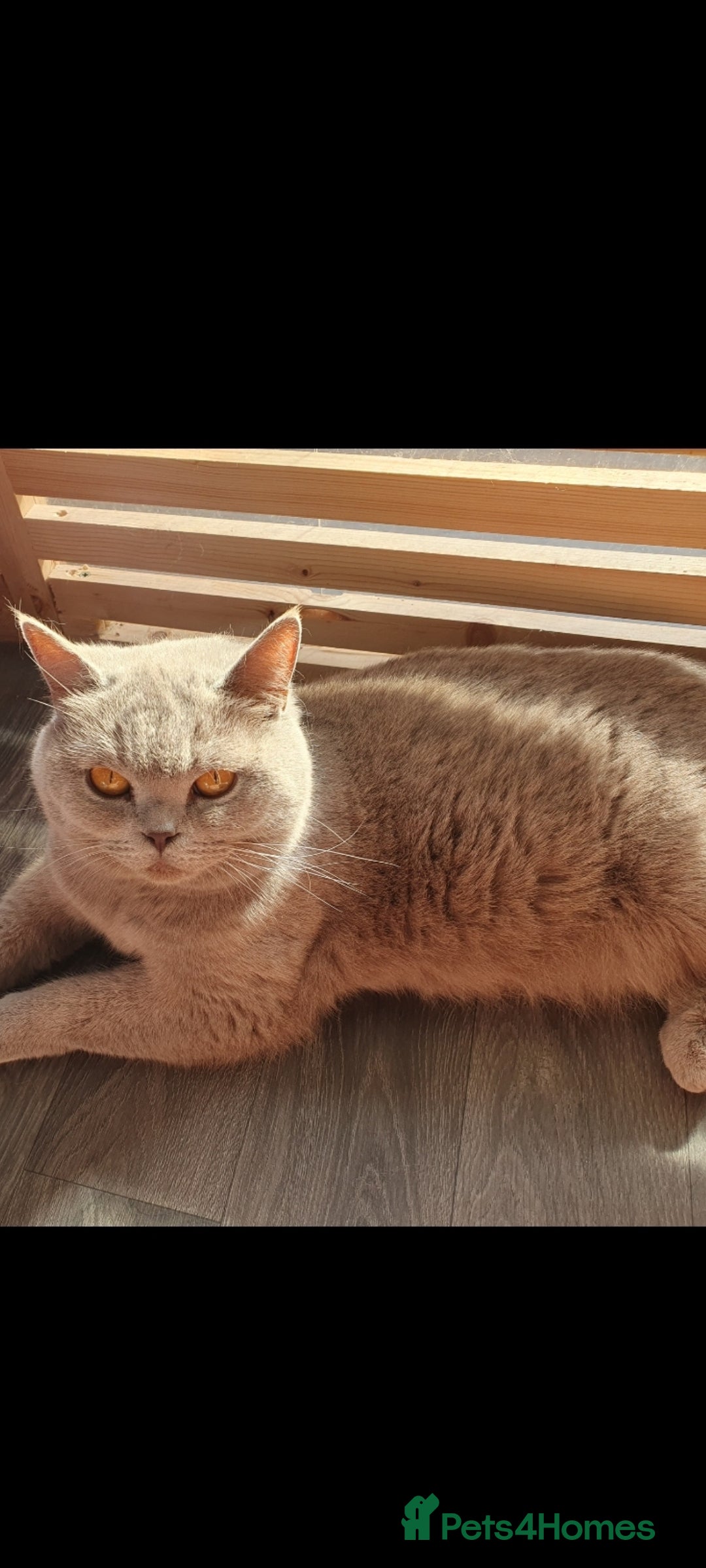British Shorthair cats for sale: Retired British Shorthair queen - Image 1