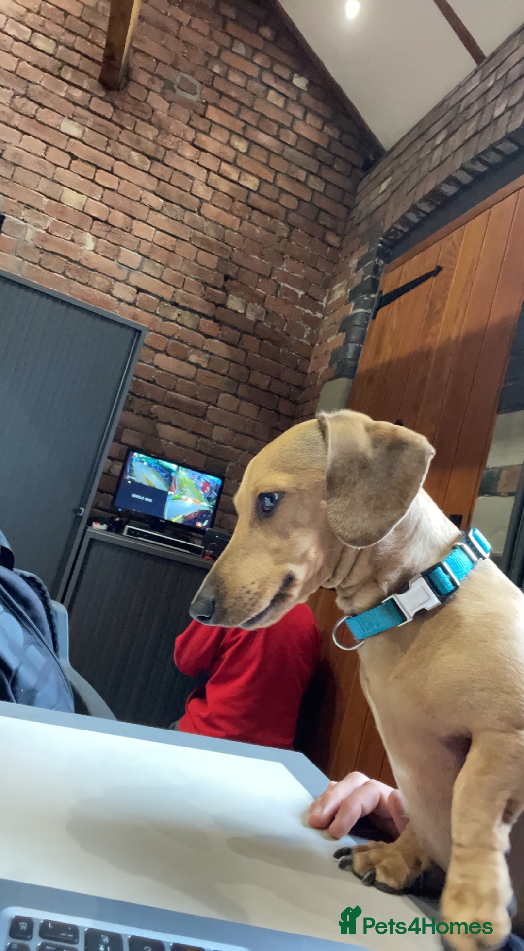 Miniature Dachshund dogs for stud: Miniature Red Dapple - KC Reg in Sheffield - Advert 4