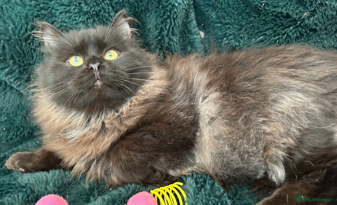 Siberian cats for sale: Siberian Adults for new Homes - Advert 6