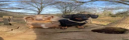 Miniature Dachshund dogs for sale: Long Hair Miniature Dachshund Female  in Gravesend - Advert 8