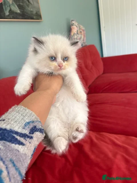 Ragdoll cats Pedigree Ragdoll babies Ready now - Advert 2