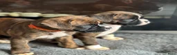 Boxer dogs for sale: Beautiful Kc boxer puppies  - Advert 6