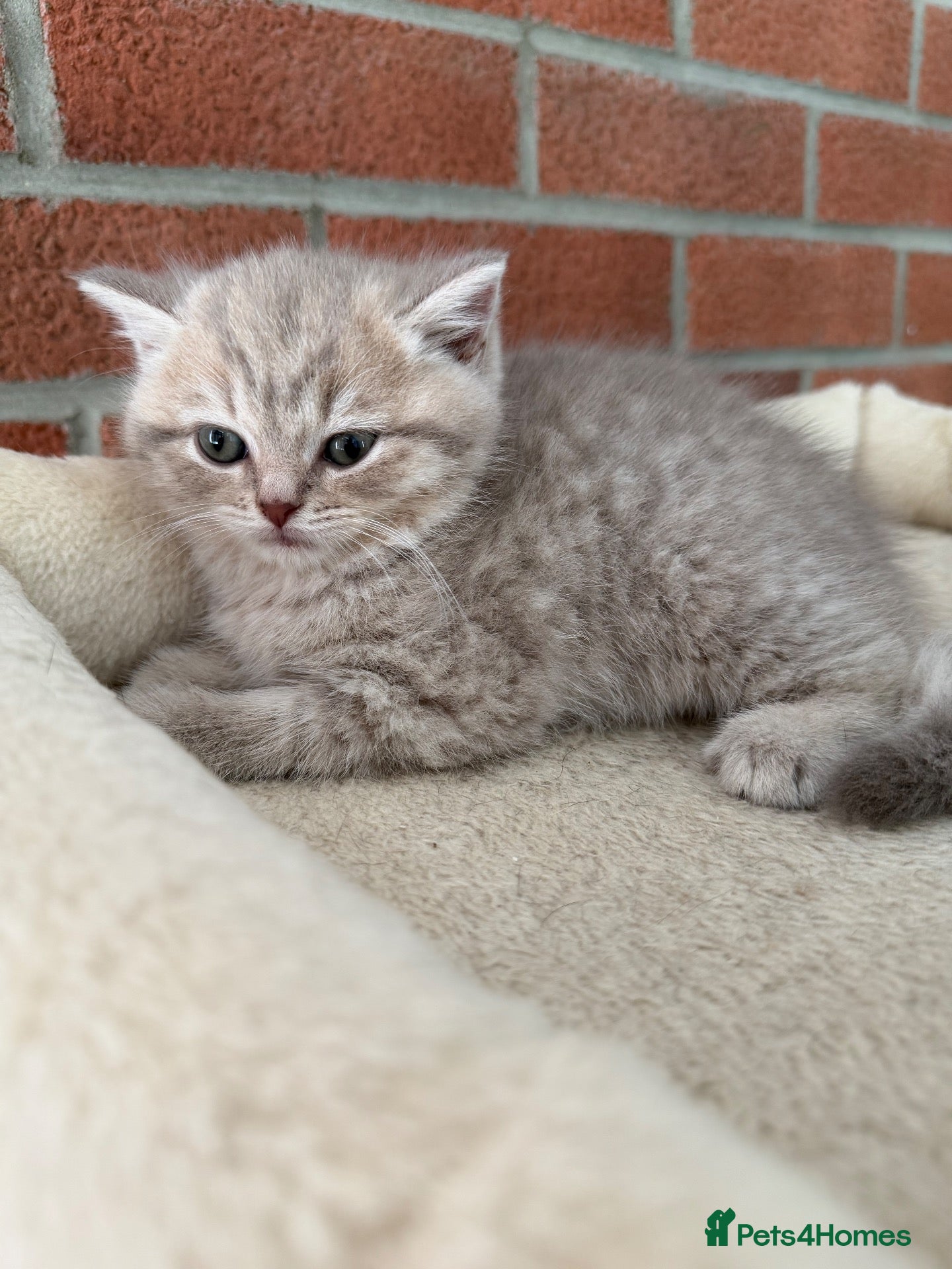 Scottish Fold cats Exceptional litter of Scottish fold/ straight😍😍 - Advert 1