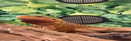 Bearded Dragon reptiles for sale: Hypo G-stripe red monster bearded dragon  - Advert 6