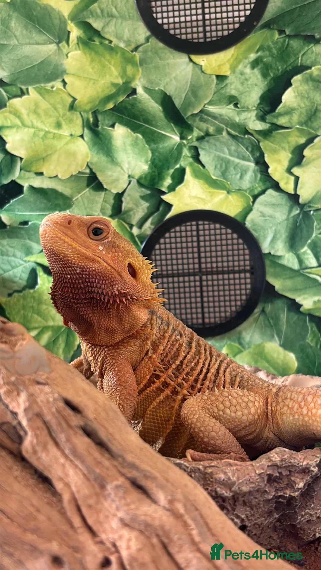 Bearded Dragon reptiles for sale: Hypo G-stripe red monster bearded dragon  - Advert 6