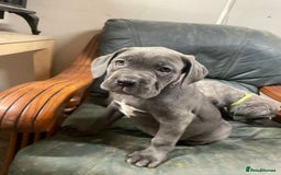 Cane Corso dogs for sale: Beatiful Cane Corse Blue Girl Available - Advert 5