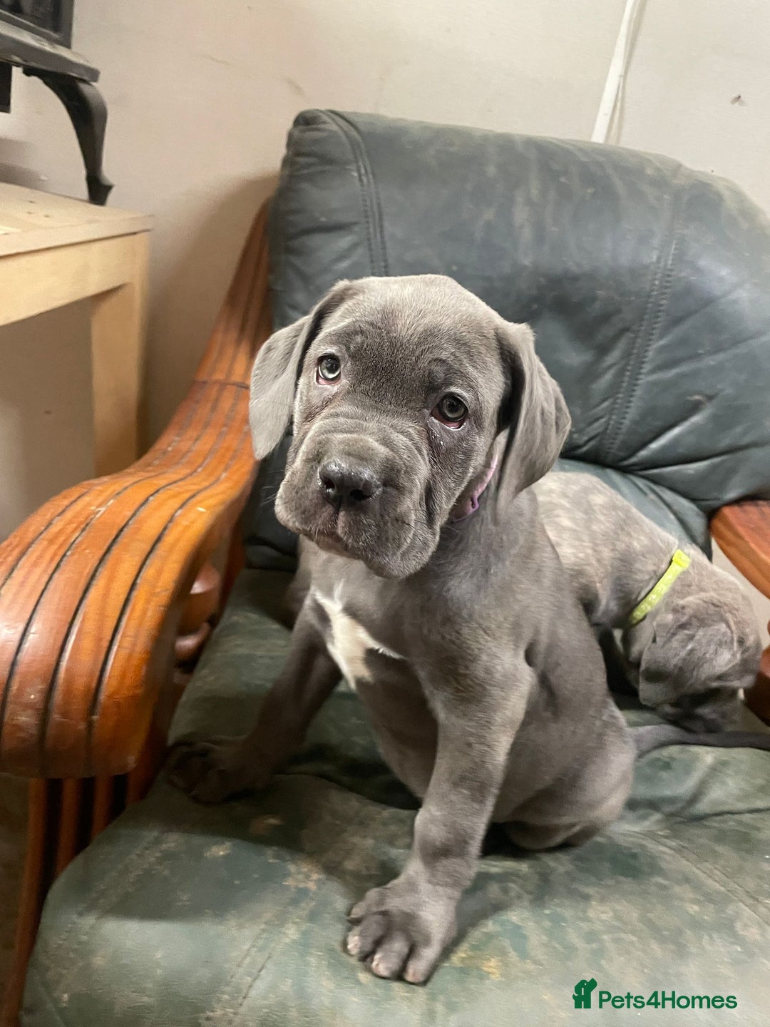 Cane Corso dogs for sale: Beatiful Cane Corse Blue Girl Available - Advert 5