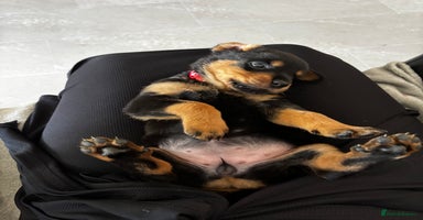 Rottweiler dogs - Advert 9
