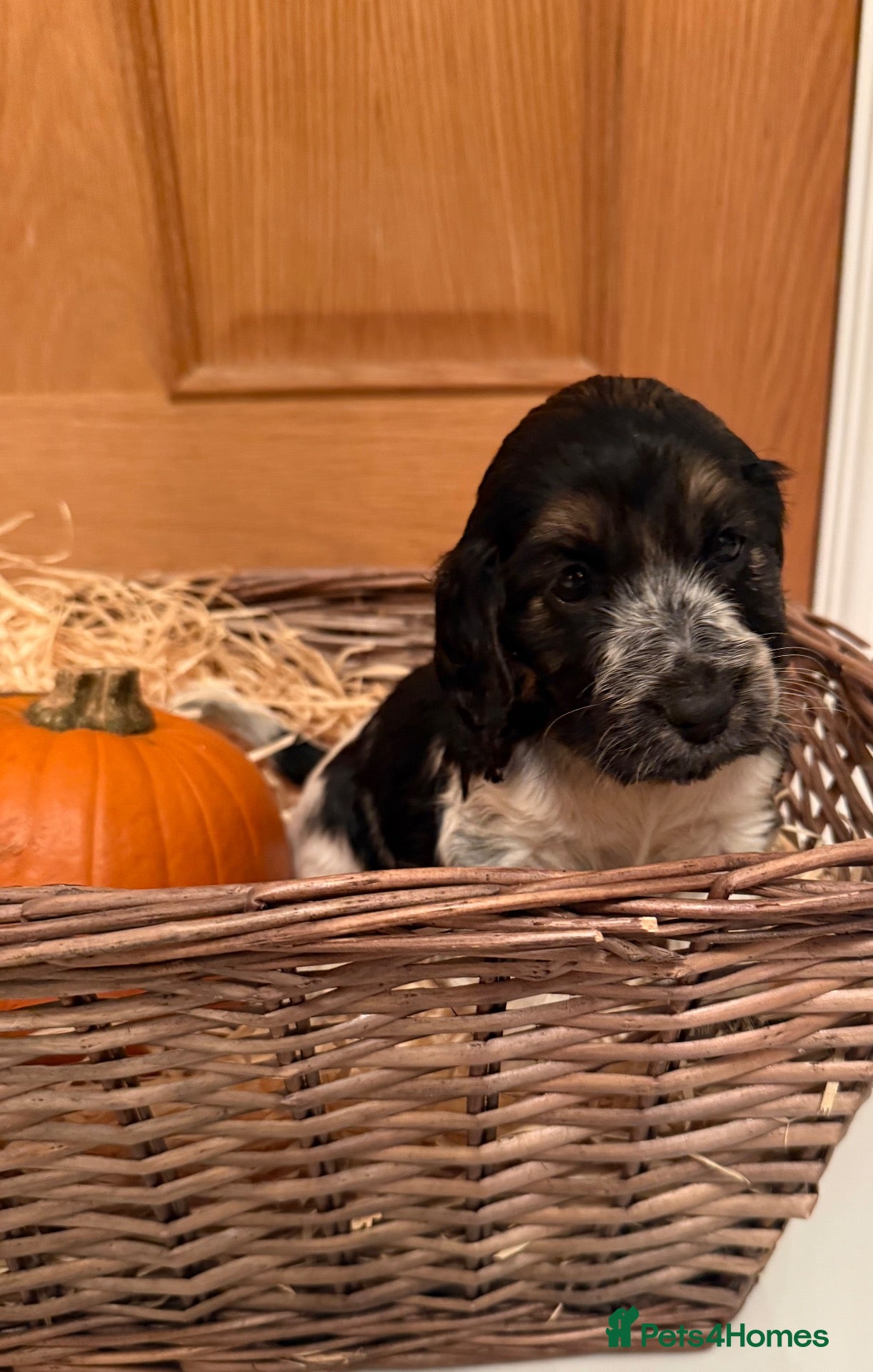 Cocker Spaniel dogs Show Cocker Spaniel puppies  - Advert 2