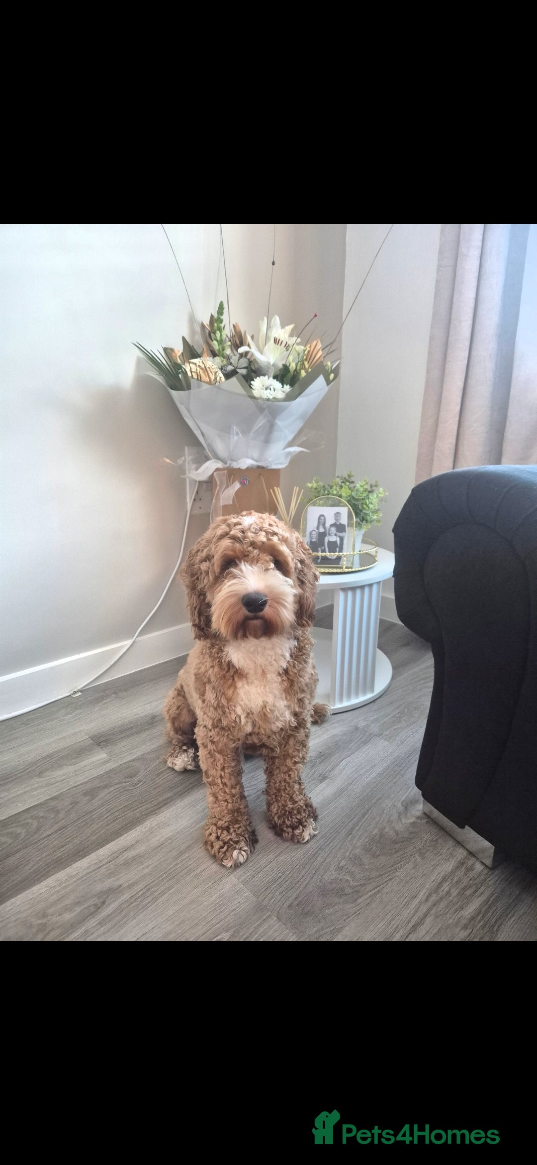 Cavapoo dogs for sale: Cavapoo puppys - Advert 2