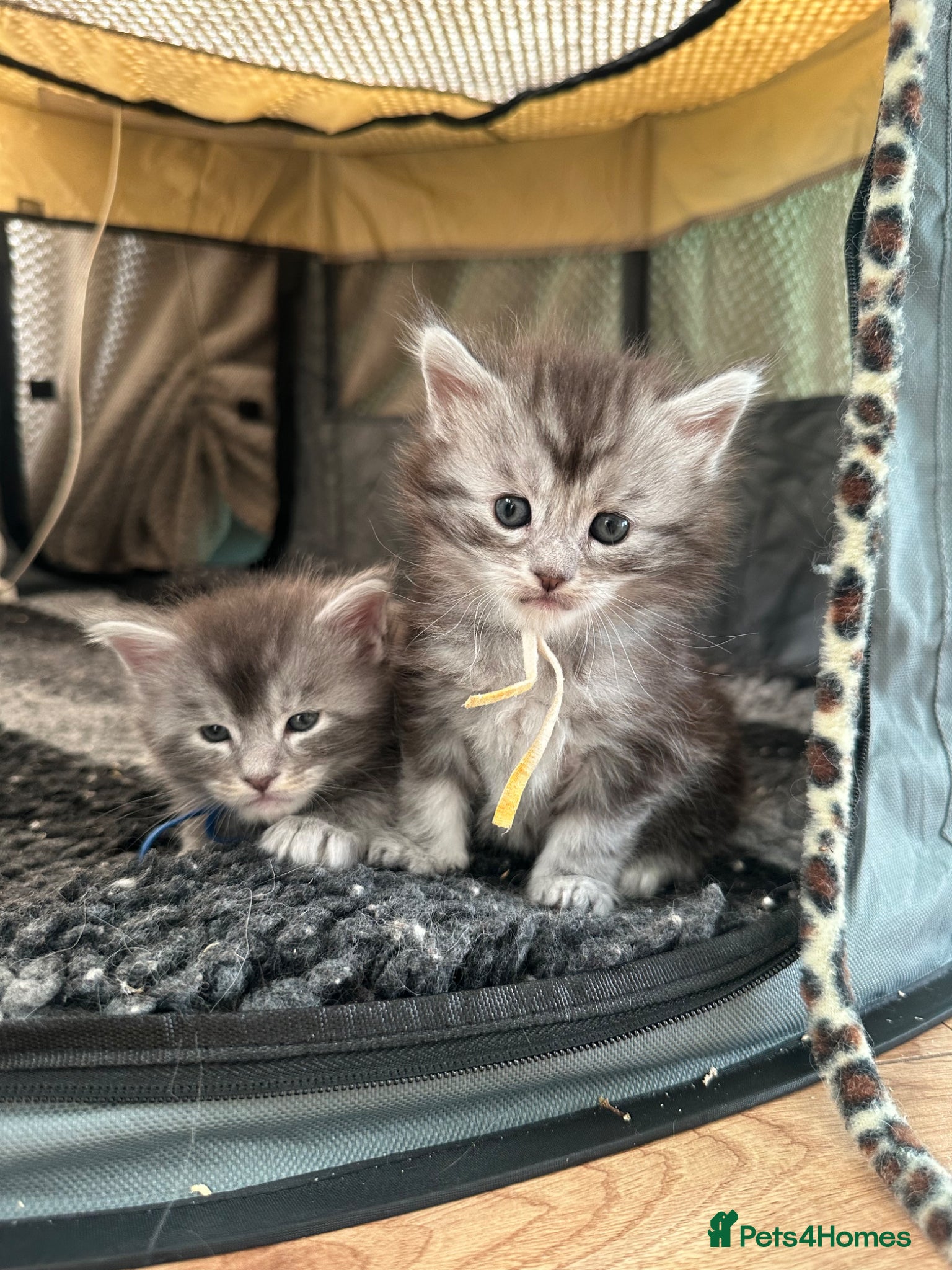 Maine Coon cats for sale: 5 beautiful Maine coon kittens - Advert 6