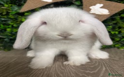 Mini Lop rabbits for sale: BEAUTIFUL BABY LOP BUNNIES  - Advert 2