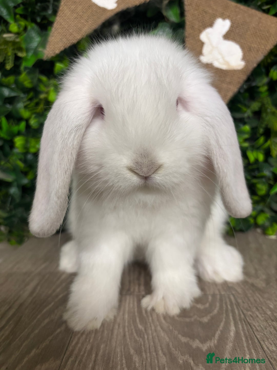 Mini Lop rabbits for sale: BEAUTIFUL BABY LOP BUNNIES  - Advert 2