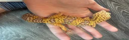 Leopard Gecko reptiles for sale: Community of leopard geckos  - Advert 12