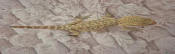 Bearded Dragon reptiles for sale: 100%Het Zero Bearded Dragon baby's  - Advert 14
