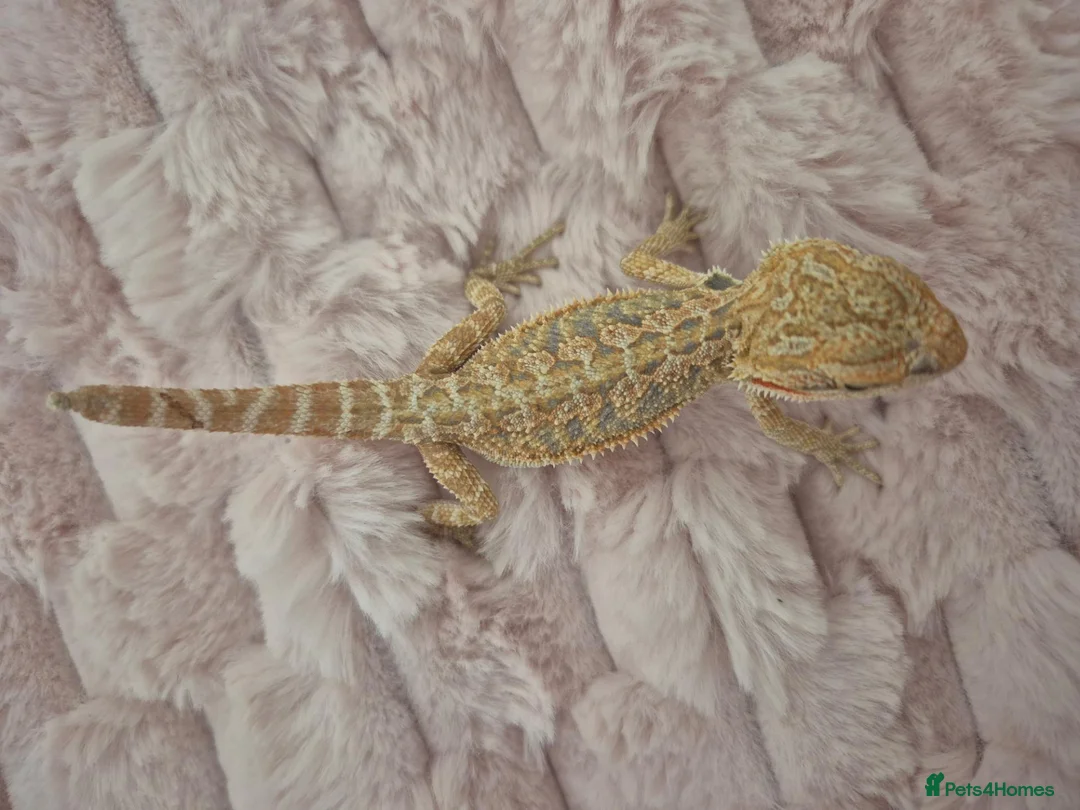 Bearded Dragon reptiles for sale: 100%Het Zero Bearded Dragon baby's  - Advert 14