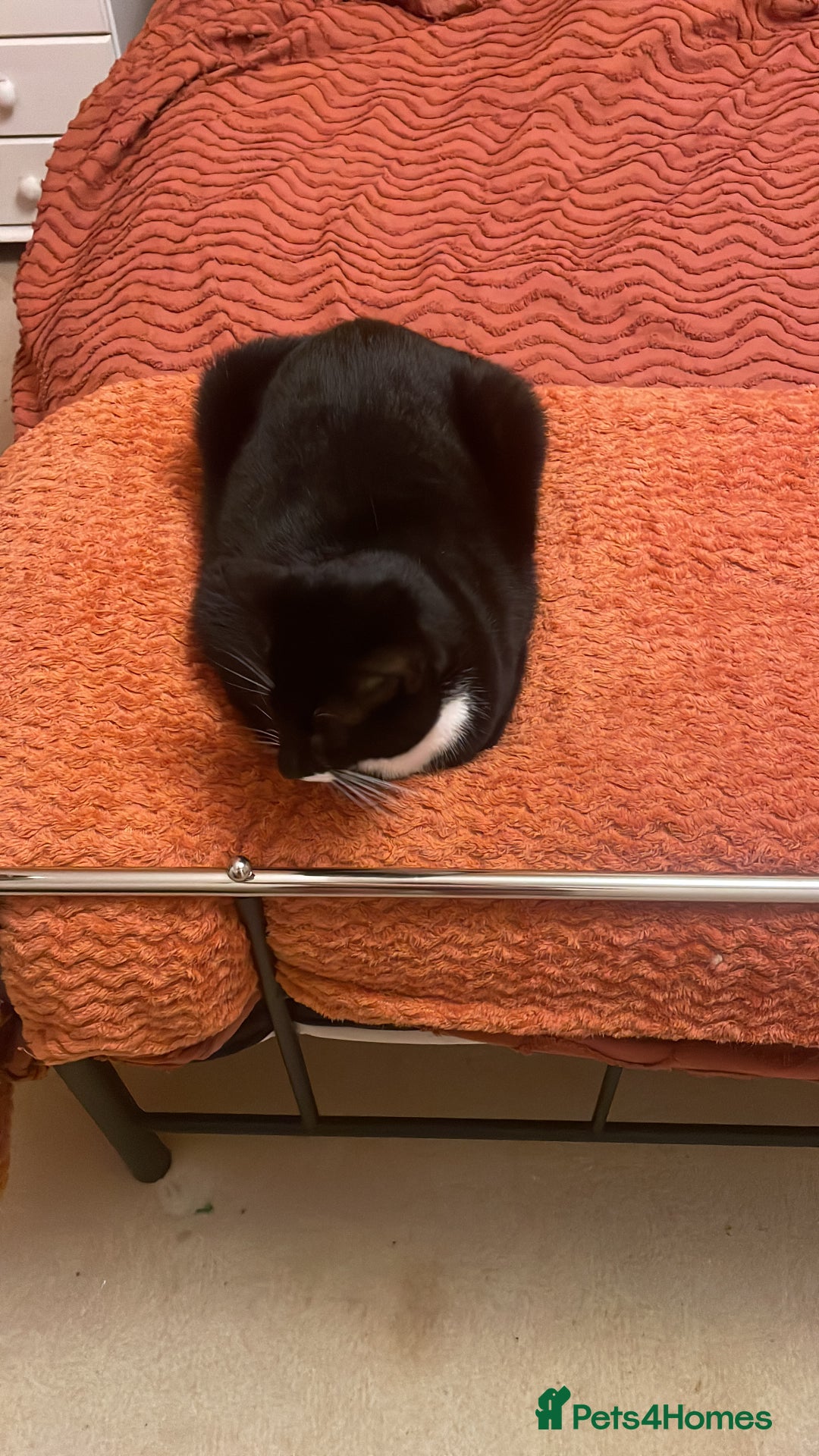 Mixed Breed cats for sale: 2 cats  - Advert 3