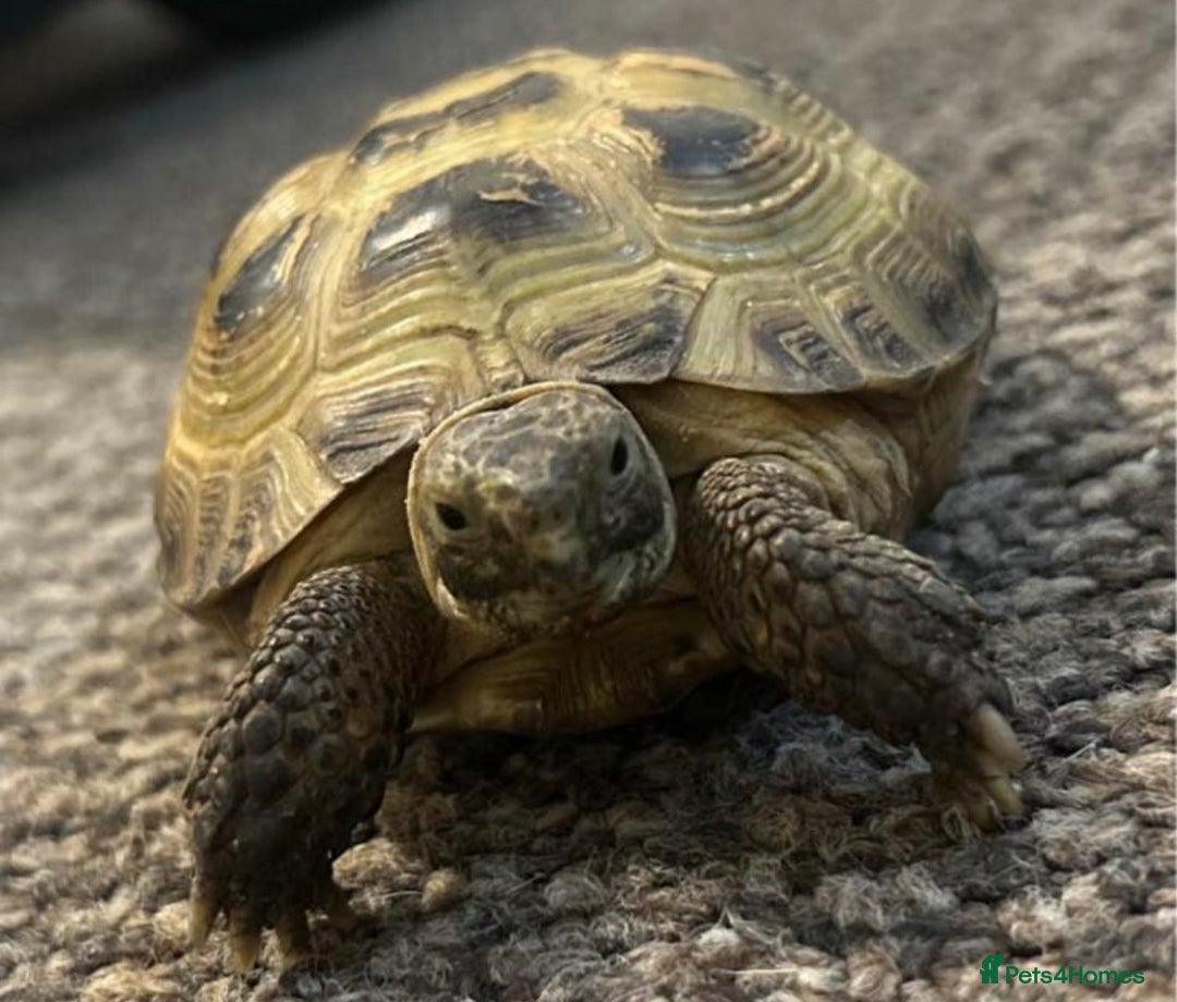 Tortoise reptiles for sale: Horsefeild tortoise  - Advert 2