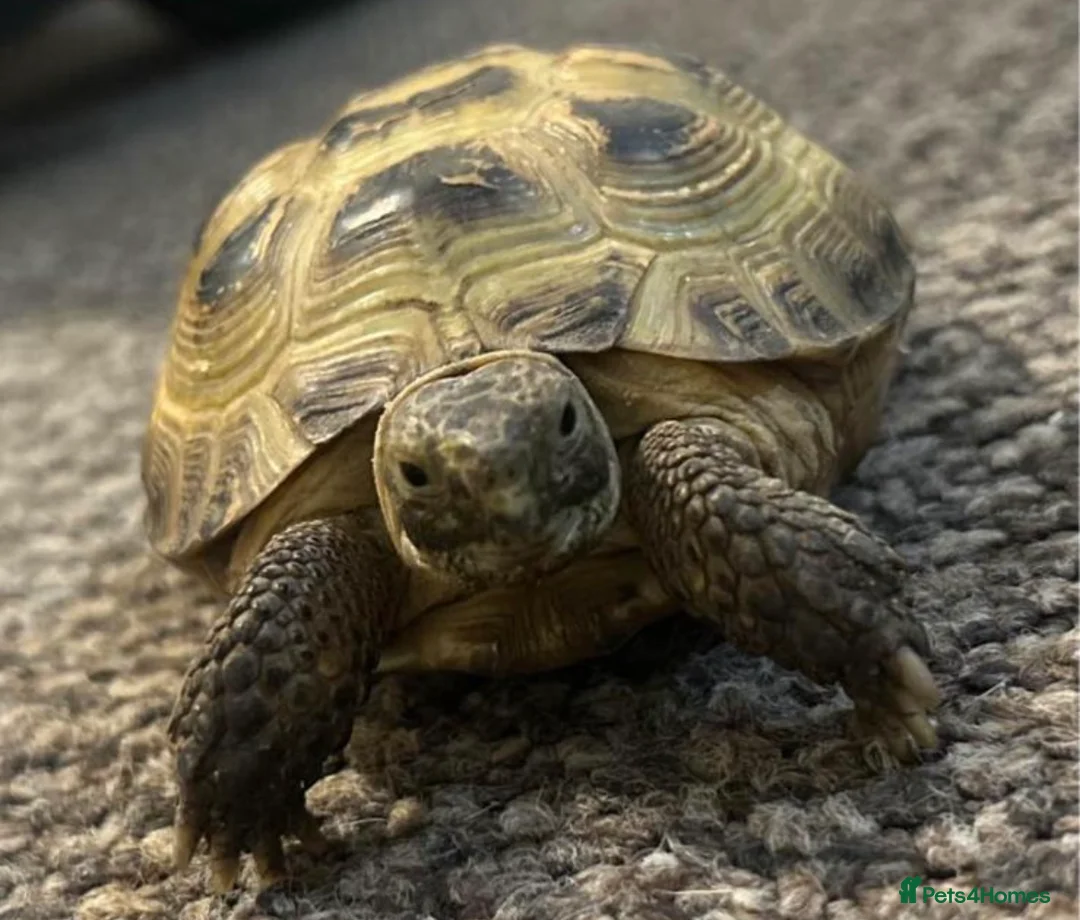 Tortoise reptiles for sale: Horsefeild tortoise  - Advert 2
