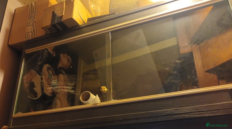 Milk Snake reptiles - Advert 1