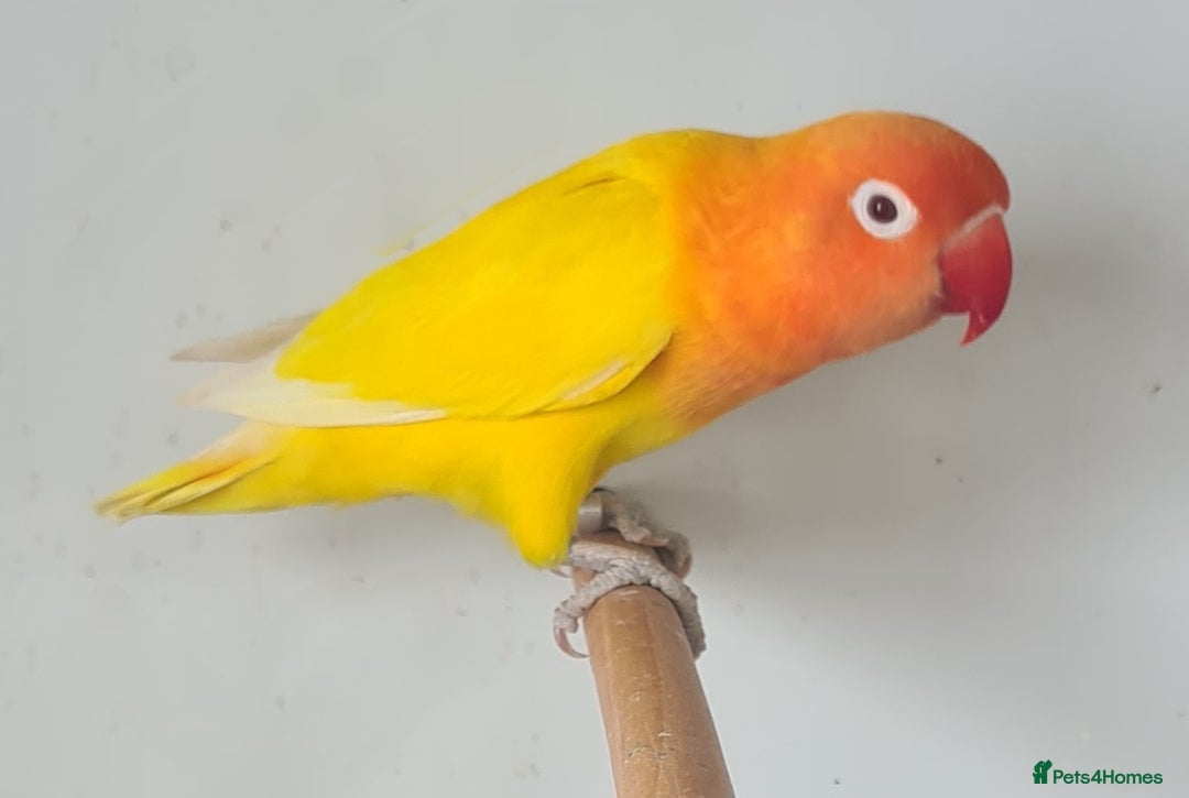 Lovebirds birds for sale: Lovely Lovebirds - Image 2