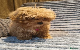 Maltipoo dogs for sale: Toy Maltipoo Ready to go - Image 5