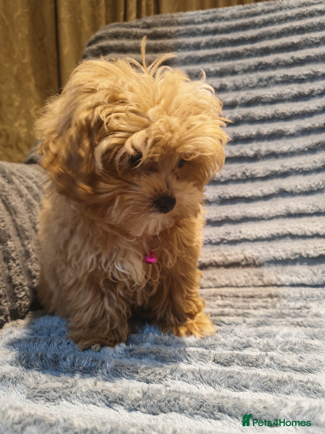 Maltipoo dogs for sale: Toy Maltipoo Ready to go - Image 5