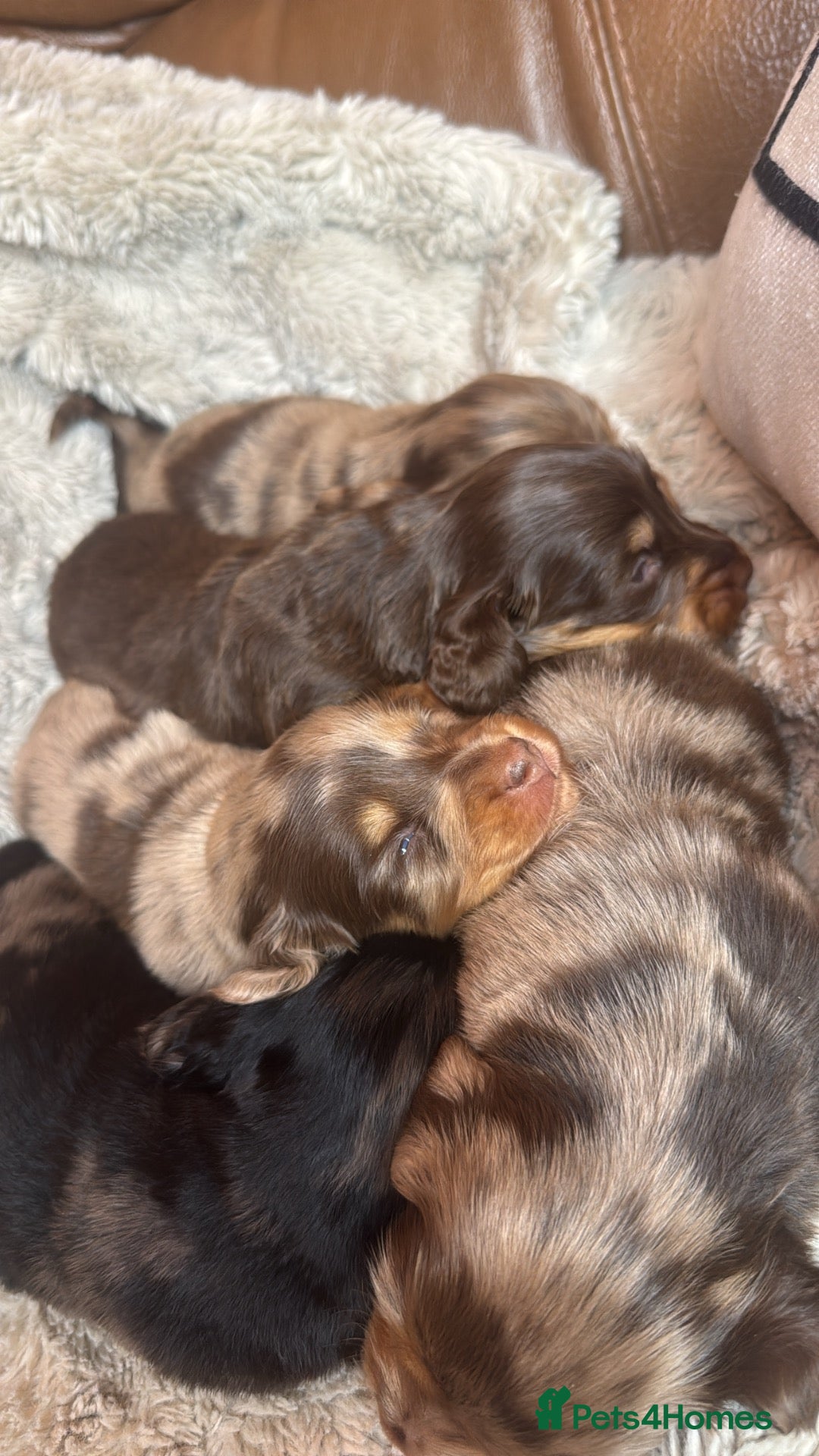 Miniature Dachshund dogs Long haired KC registered - Advert 1