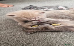 Persian cats for sale: Persian mixed breed  - Image 16