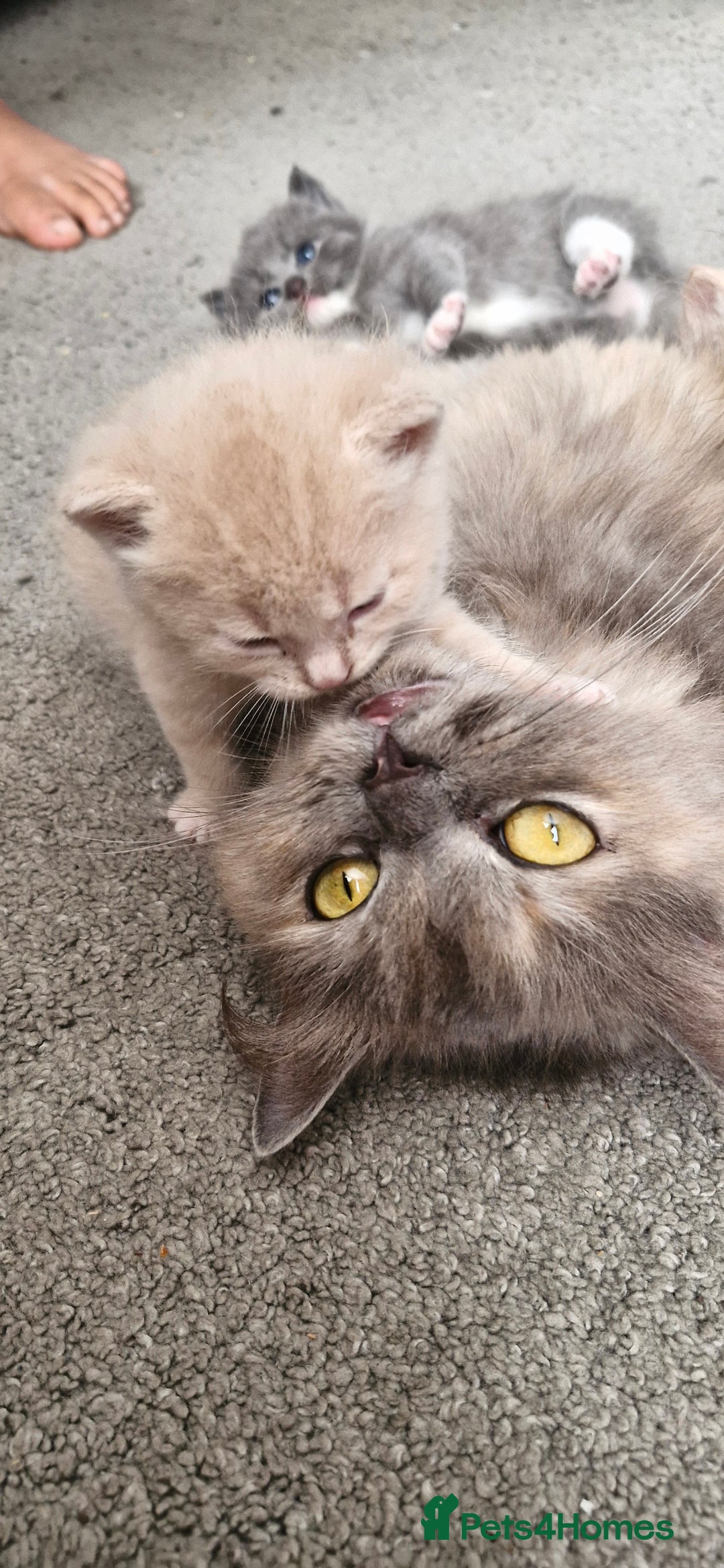 Persian cats for sale: Persian mixed breed  - Image 16