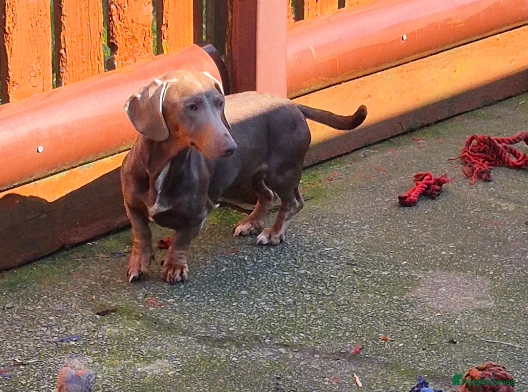 Miniature Dachshund dogs for sale: Isabella and tan female (1 year 8 months) - Advert 1