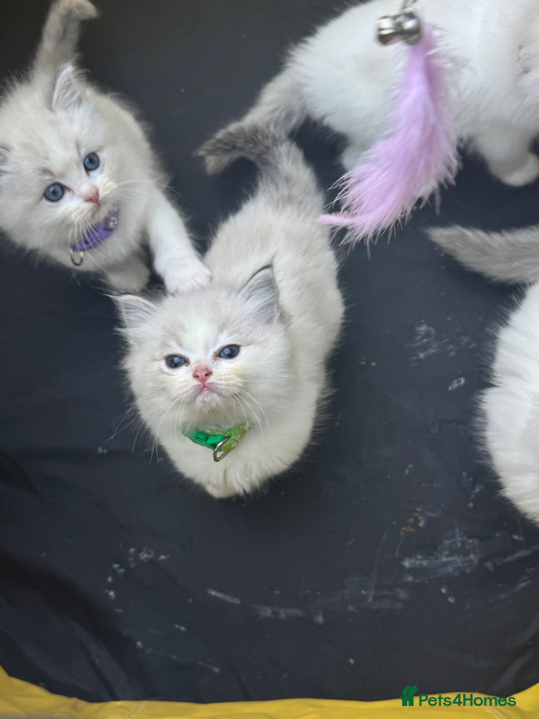 Ragdoll cats for sale: Pure Ragdoll kittens, ready 20th December - Advert 22