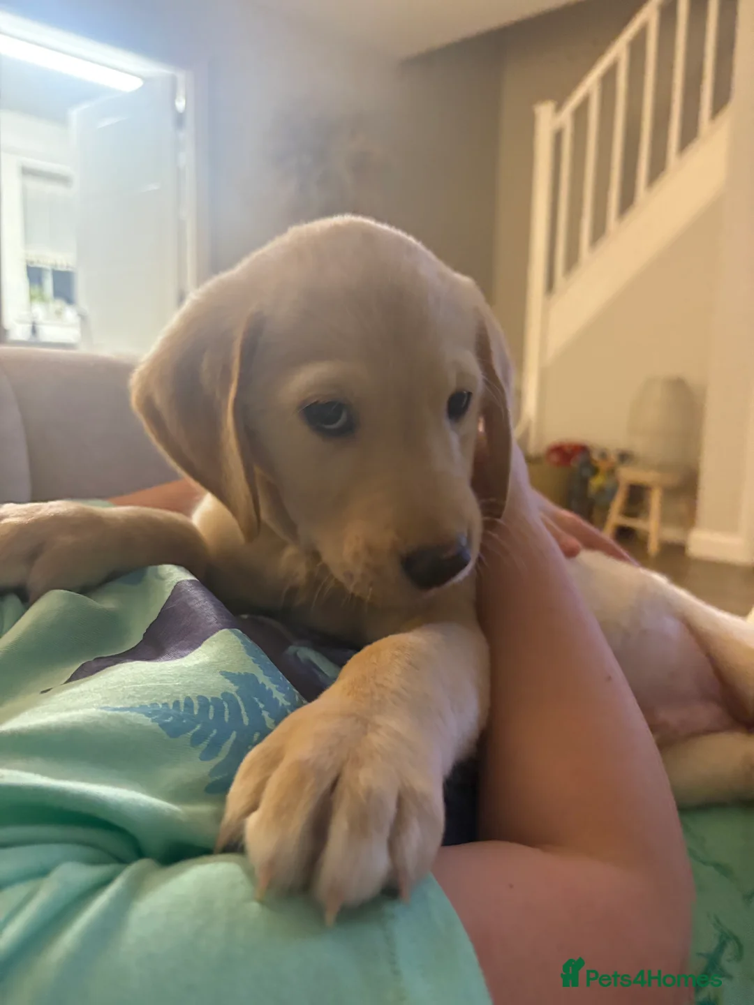 Goldador dogs for sale: Goldador puppy ozzy  - Advert 5