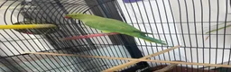Ringnecks birds for sale: Indian ringneck in Bournemouth - Advert 1