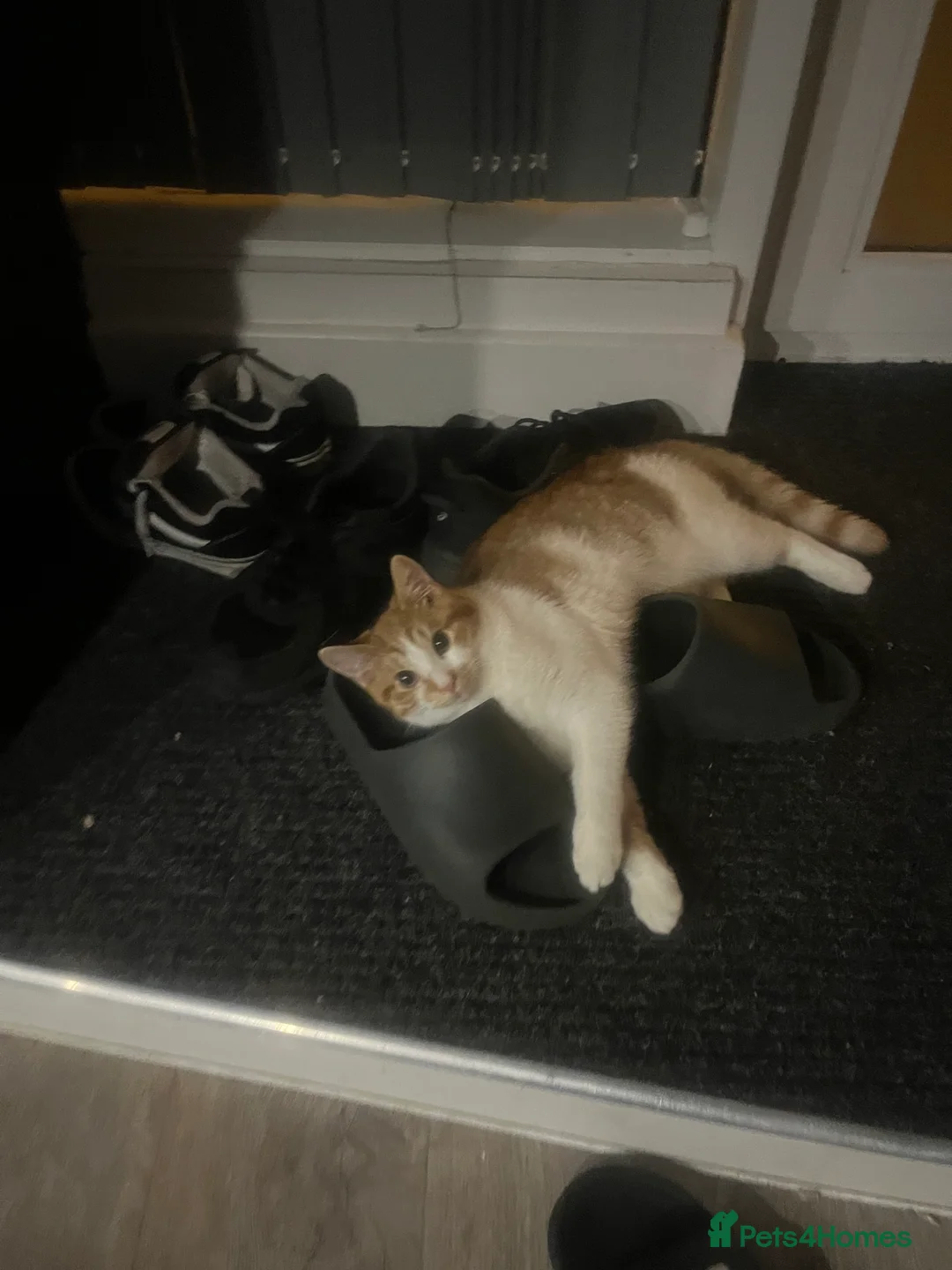 Domestic Shorthair cats for sale: The most perfect boy in Birmingham - Advert 9