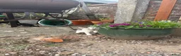 Mixed Breed cats for sale: Kittens for sale  - Advert 4