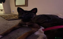 Cane Corso dogs for sale: Cane corso girl, read description thoroughly  🍒  - Image 5