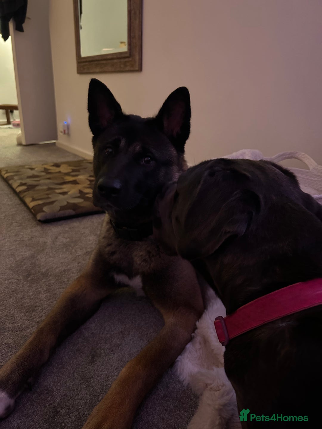 Cane Corso dogs for sale: Cane corso girl, read description thoroughly  🍒  - Image 5