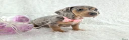Miniature Dachshund dogs for sale: Stunning Miniature Dachshund Puppies  - Advert 26