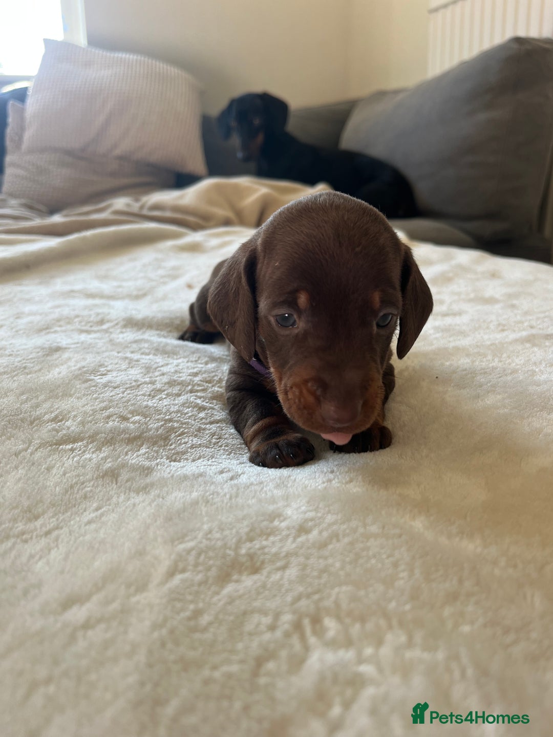 Miniature Dachshund dogs for sale: Beautiful Baby Sausages - Advert 9