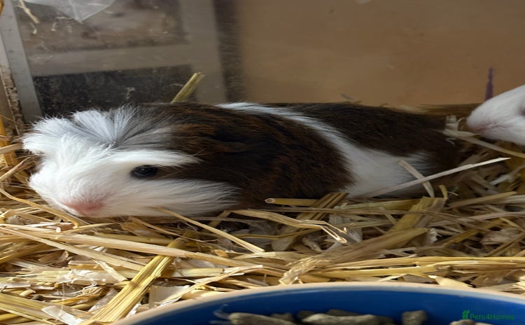Guinea Pig rodents - Advert 19
