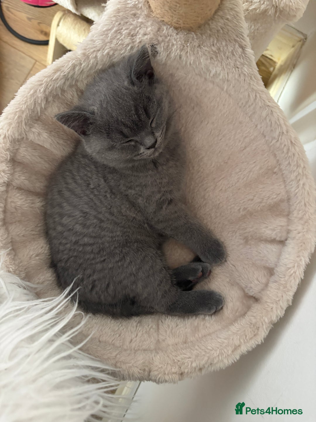British Shorthair cats for sale: British Shorthair Blue-Grey Girl Kitten - Advert 7