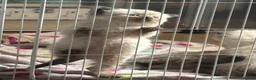 Ragdoll cats for sale: Ragdoll kittens  - Advert 22
