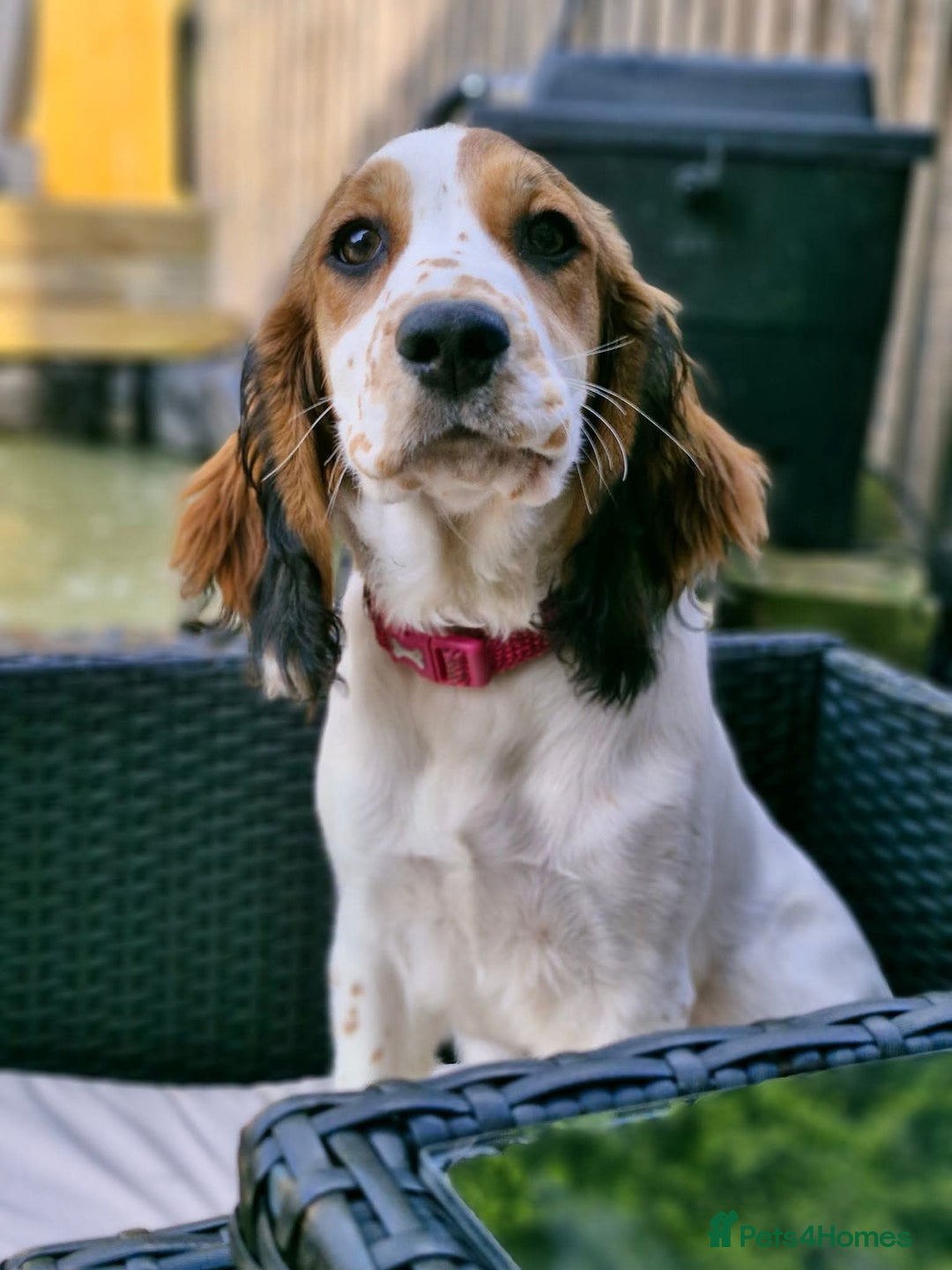 Sprocker dogs for sale: 🐾 Beautiful Sprocker Spaniel Puppies – £1000 🐾 - Advert 23